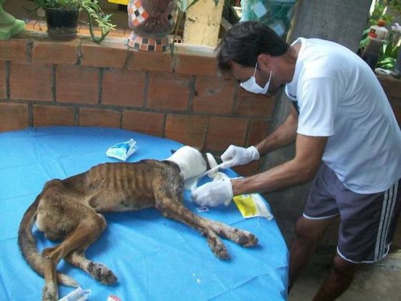Спасение истощённой бродячей собаки, находящейся на волосок от смерти Уилсон Мартинс Коутиньо Wilson Martins Coutinho, спасение собаки, Флоренцо, собака личинки паразиты