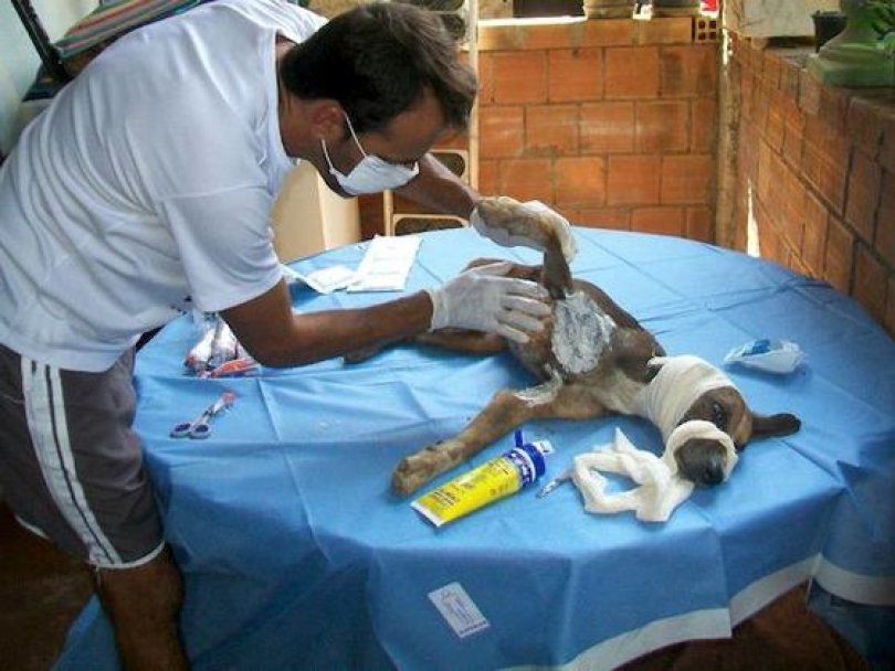 Спасение истощённой бродячей собаки, находящейся на волосок от смерти Уилсон Мартинс Коутиньо Wilson Martins Coutinho, спасение собаки, Флоренцо, собака личинки паразиты