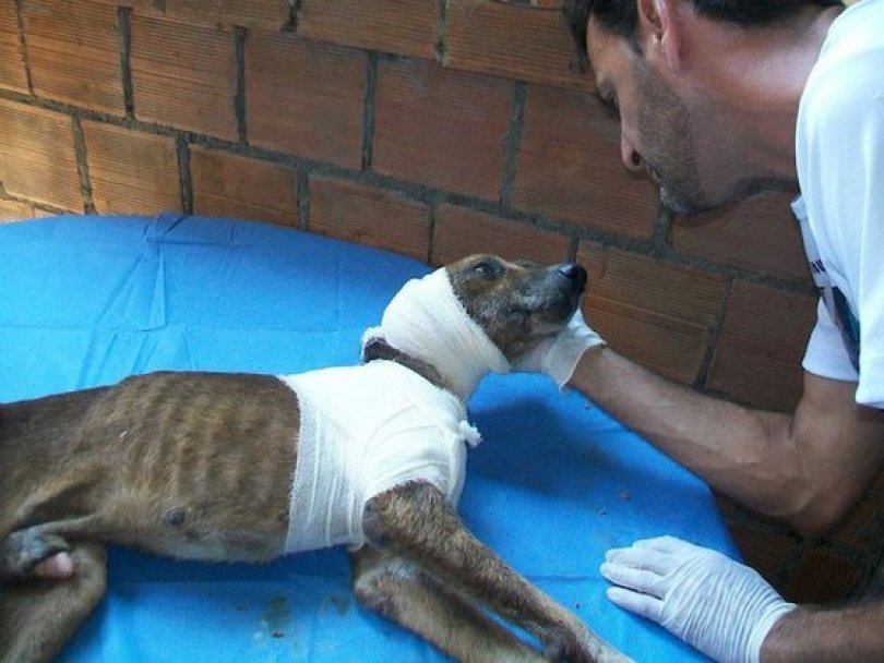 Спасение истощённой бродячей собаки, находящейся на волосок от смерти Уилсон Мартинс Коутиньо Wilson Martins Coutinho, спасение собаки, Флоренцо, собака личинки паразиты