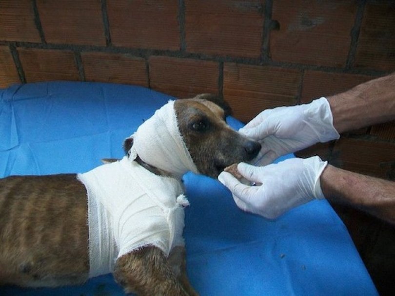 Спасение истощённой бродячей собаки, находящейся на волосок от смерти Уилсон Мартинс Коутиньо Wilson Martins Coutinho, спасение собаки, Флоренцо, собака личинки паразиты