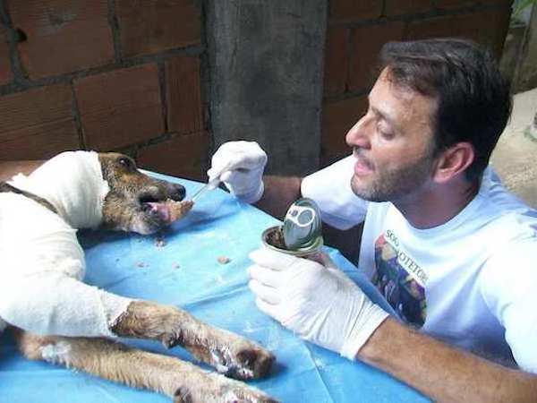 Спасение истощённой бродячей собаки, находящейся на волосок от смерти Уилсон Мартинс Коутиньо Wilson Martins Coutinho, спасение собаки, Флоренцо, собака личинки паразиты