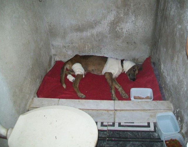 Спасение истощённой бродячей собаки, находящейся на волосок от смерти Уилсон Мартинс Коутиньо Wilson Martins Coutinho, спасение собаки, Флоренцо, собака личинки паразиты