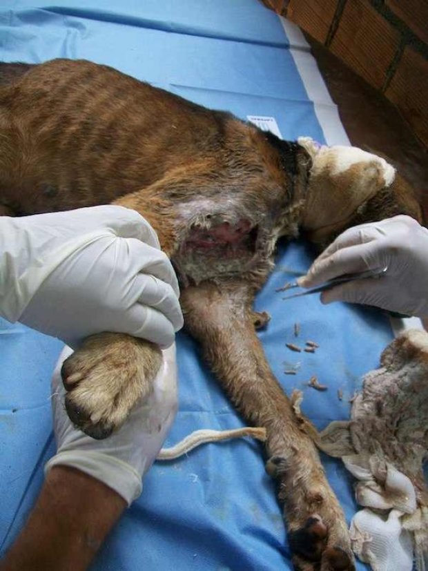 Спасение истощённой бродячей собаки, находящейся на волосок от смерти Уилсон Мартинс Коутиньо Wilson Martins Coutinho, спасение собаки, Флоренцо, собака личинки паразиты