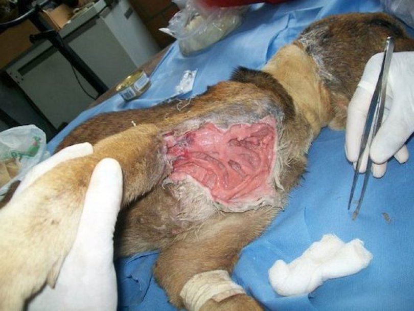 Спасение истощённой бродячей собаки, находящейся на волосок от смерти Уилсон Мартинс Коутиньо Wilson Martins Coutinho, спасение собаки, Флоренцо, собака личинки паразиты