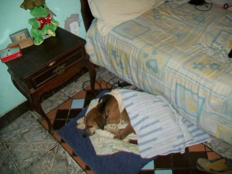 Спасение истощённой бродячей собаки, находящейся на волосок от смерти Уилсон Мартинс Коутиньо Wilson Martins Coutinho, спасение собаки, Флоренцо, собака личинки паразиты