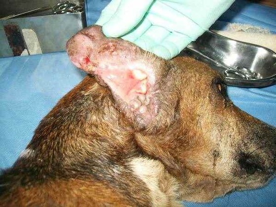 Спасение истощённой бродячей собаки, находящейся на волосок от смерти Уилсон Мартинс Коутиньо Wilson Martins Coutinho, спасение собаки, Флоренцо, собака личинки паразиты