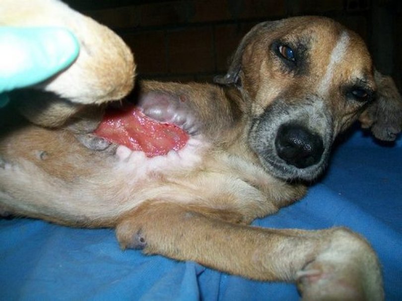 Спасение истощённой бродячей собаки, находящейся на волосок от смерти Уилсон Мартинс Коутиньо Wilson Martins Coutinho, спасение собаки, Флоренцо, собака личинки паразиты