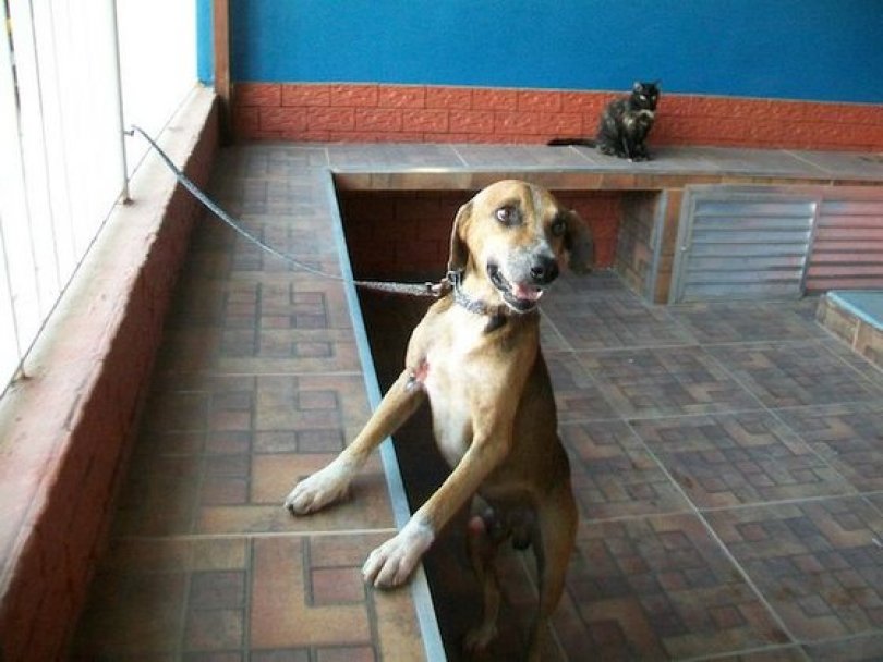 Спасение истощённой бродячей собаки, находящейся на волосок от смерти Уилсон Мартинс Коутиньо Wilson Martins Coutinho, спасение собаки, Флоренцо, собака личинки паразиты