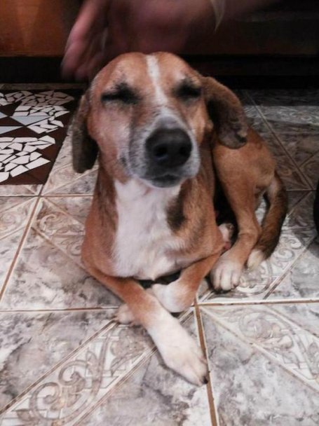 Спасение истощённой бродячей собаки, находящейся на волосок от смерти Уилсон Мартинс Коутиньо Wilson Martins Coutinho, спасение собаки, Флоренцо, собака личинки паразиты