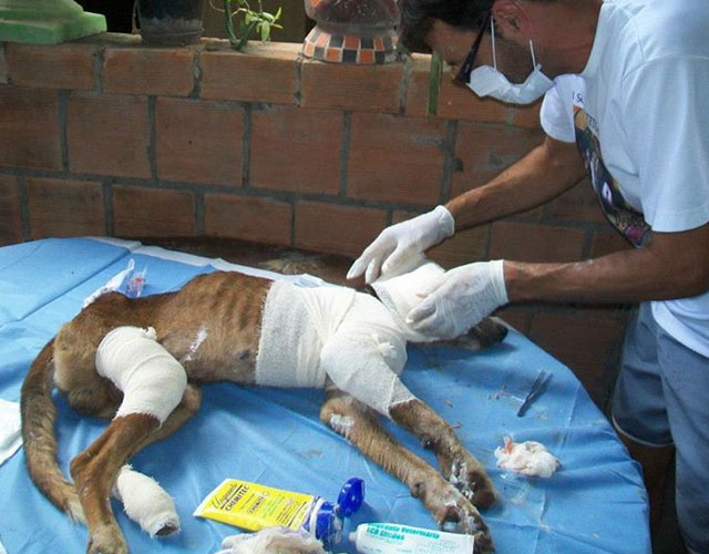 Спасение истощённой бродячей собаки, находящейся на волосок от смерти Уилсон Мартинс Коутиньо Wilson Martins Coutinho, спасение собаки, Флоренцо, собака личинки паразиты