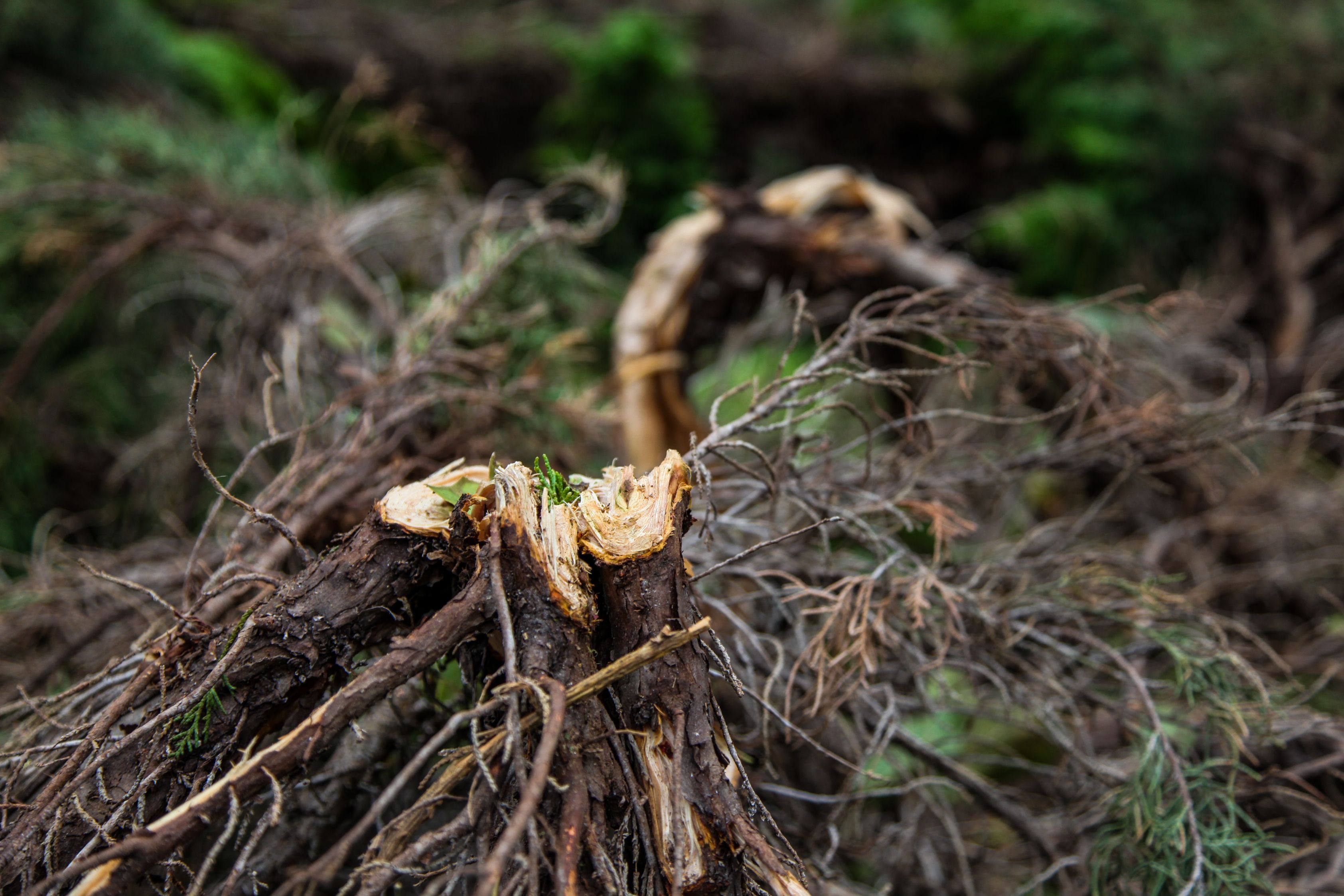 парк после поиска сокровищ, в пакре были спрятаны деньги, поиск денег парк Уиттиер