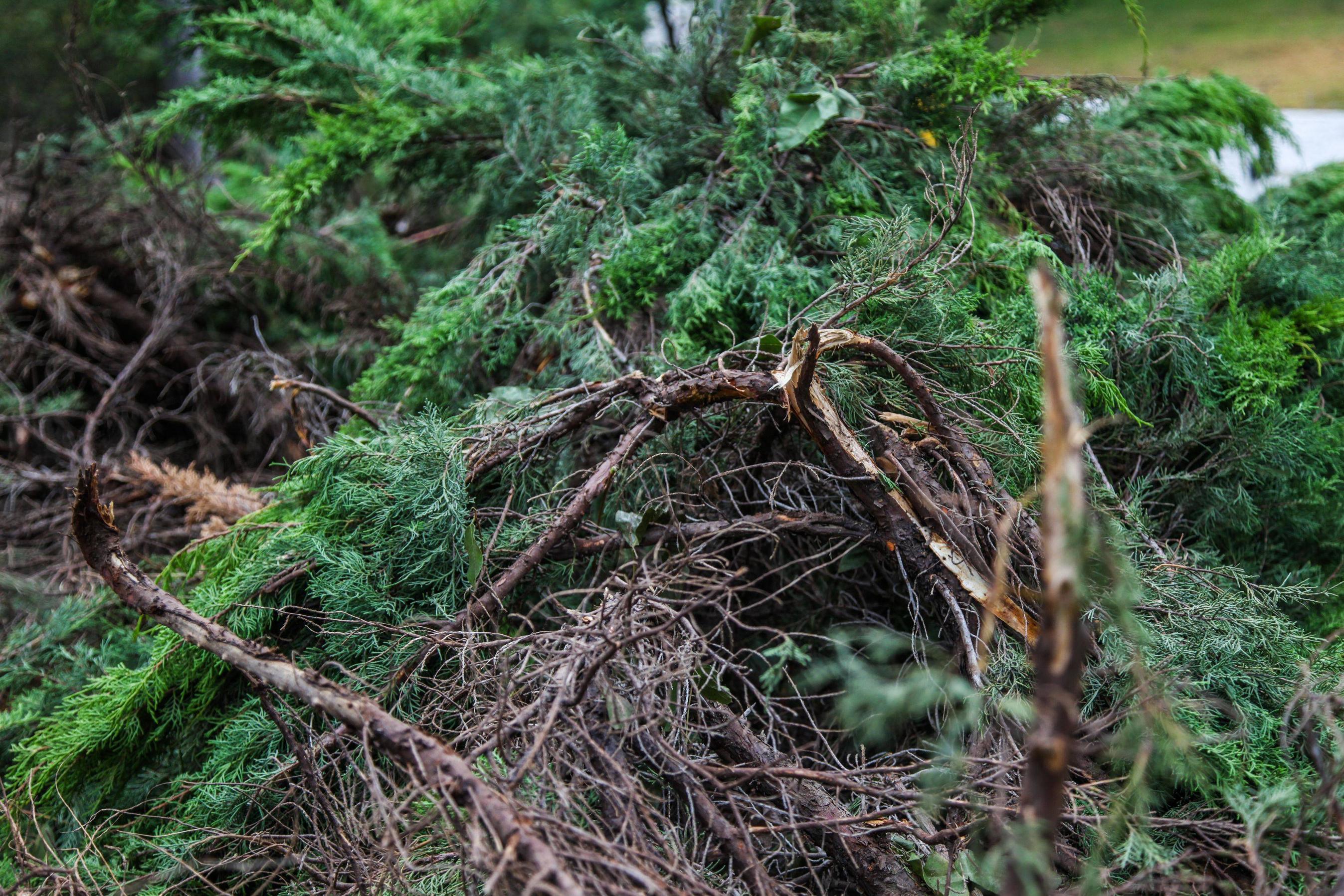 парк после поиска сокровищ, в пакре были спрятаны деньги, поиск денег парк Уиттиер
