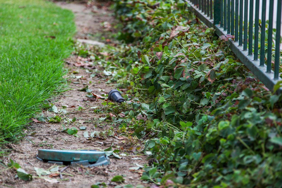 парк после поиска сокровищ, в пакре были спрятаны деньги, поиск денег парк Уиттиер