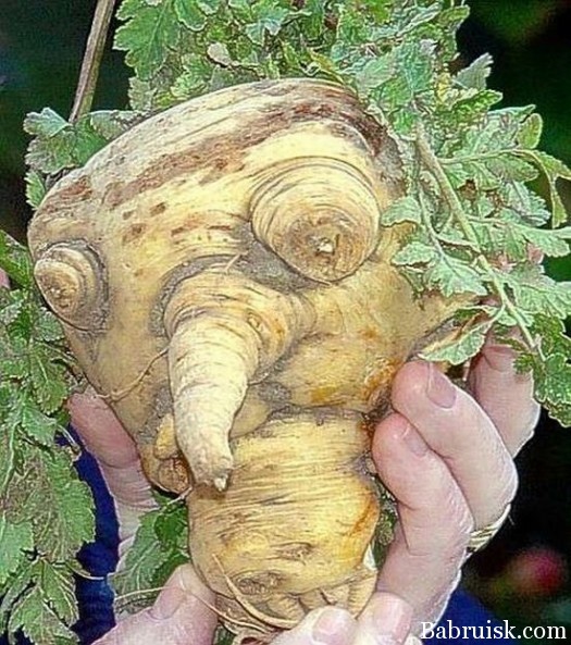 овощи похожи на другое, овощи похожие на людей, овощи похожи на разные вещи