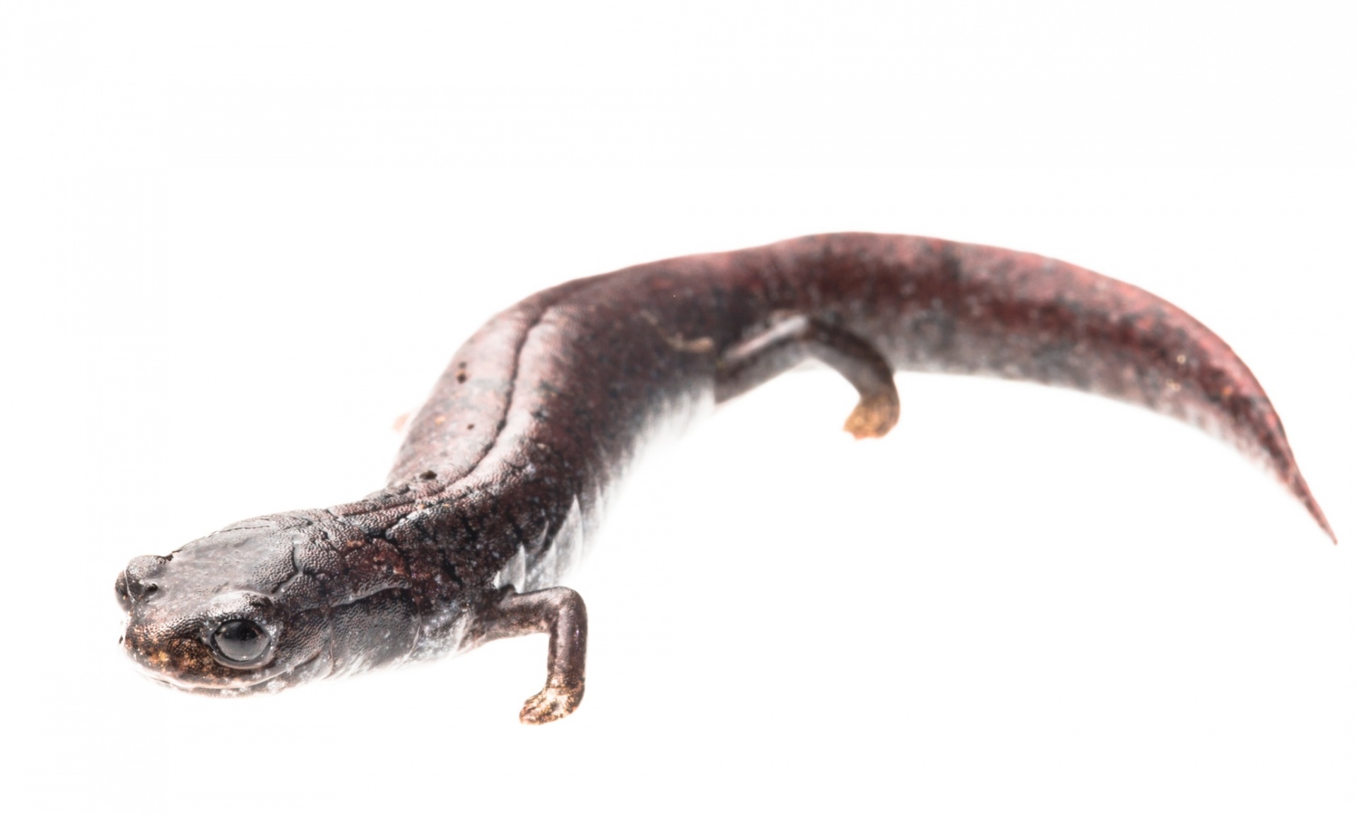 In Search Of Lost Frogs, Робин Мур, Robin Moore, редкие лягушки