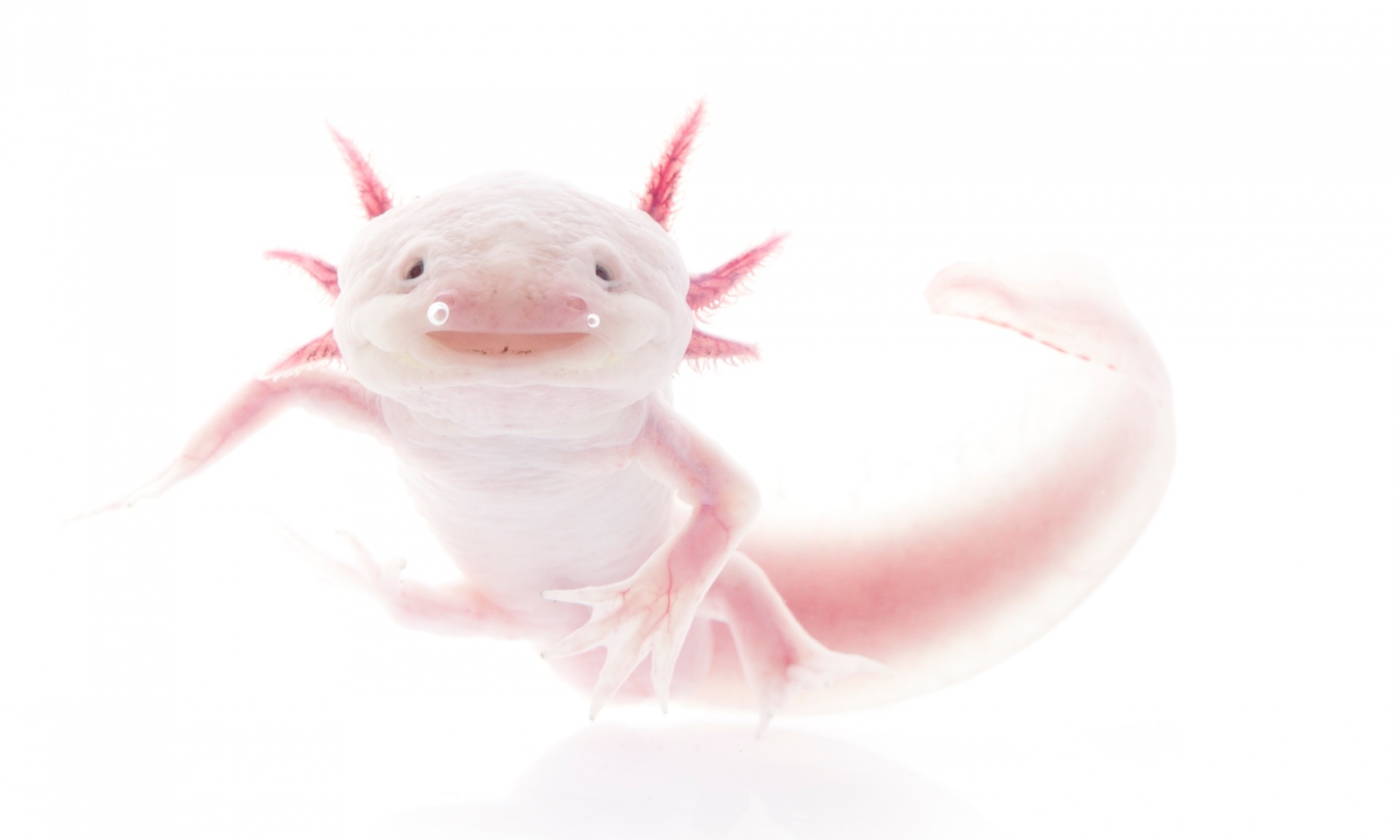 In Search Of Lost Frogs, Робин Мур, Robin Moore, редкие лягушки