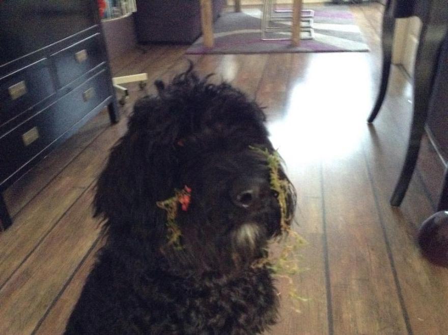 коты и ёлка, собака уронила ёлку, коты новый год