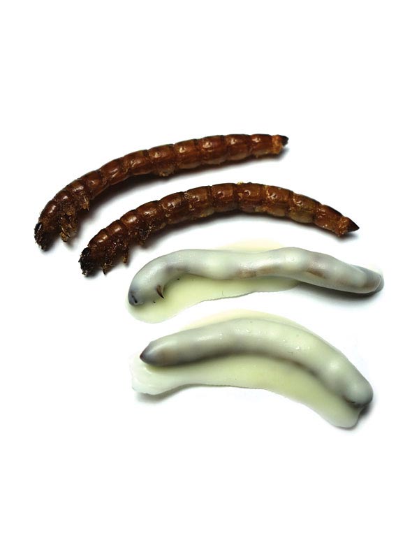 Таких лакомств в шоколаде вы ещё не пробовали, и вряд ли захотите.. насекомые в шоколаде, продаются насекомые в шоколаде, скорпионы в шоколаде, кузнечики в шоколаде