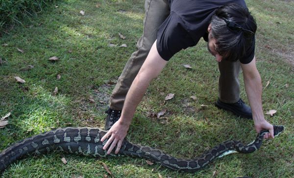 питон съел собаку, питон посадил себя на цепь, snake swallows dog an chain