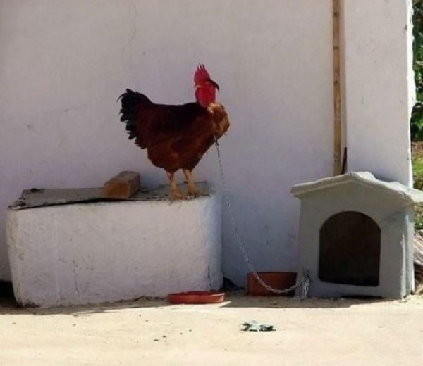 Это уже перебор, подборка фотографий, смешные фото