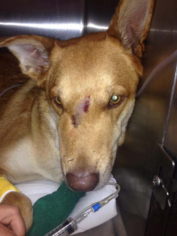 собака спасла семью от змеи, змея укусила собаку