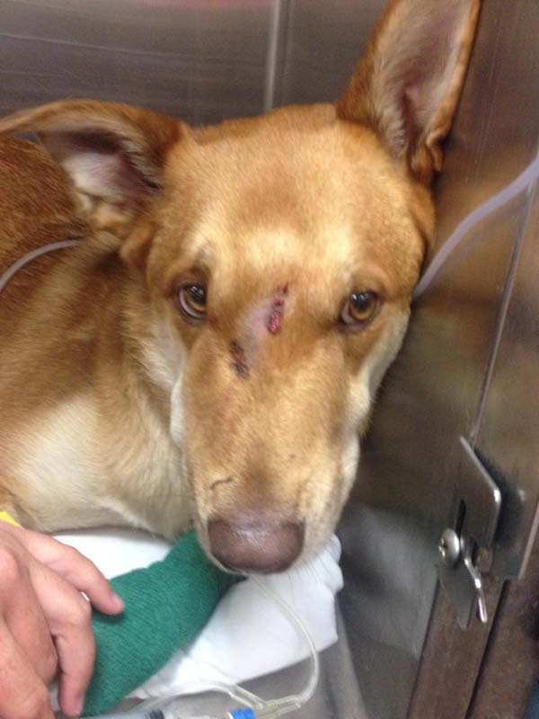 собака спасла семью от змеи, змея укусила собаку