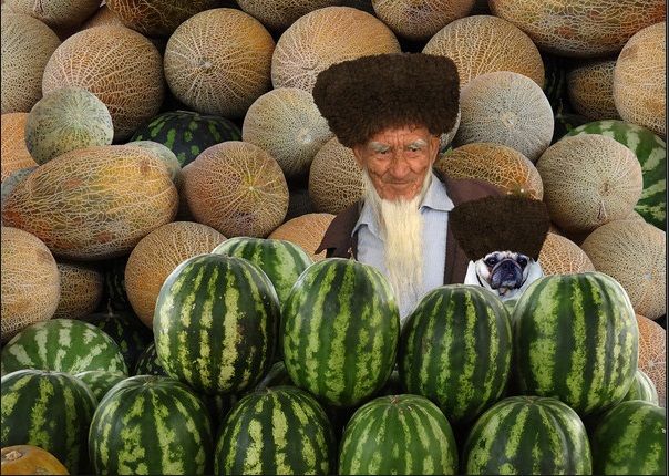 PLANET PUG Michael Sheridan, планета мопс, мопс на рынке