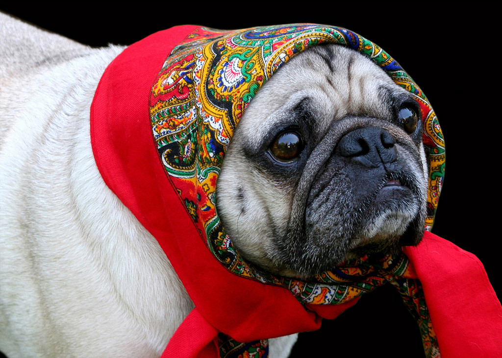 PLANET PUG Michael Sheridan, планета мопс, мопс на рынке