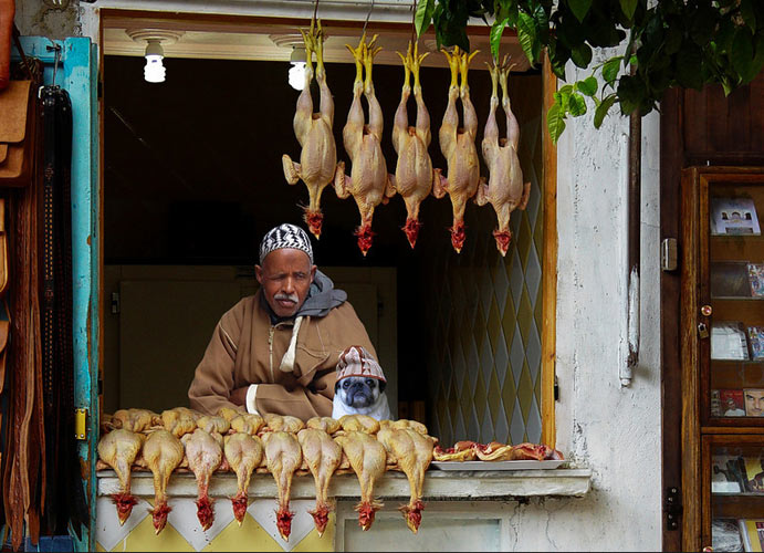 PLANET PUG Michael Sheridan, планета мопс, мопс на рынке