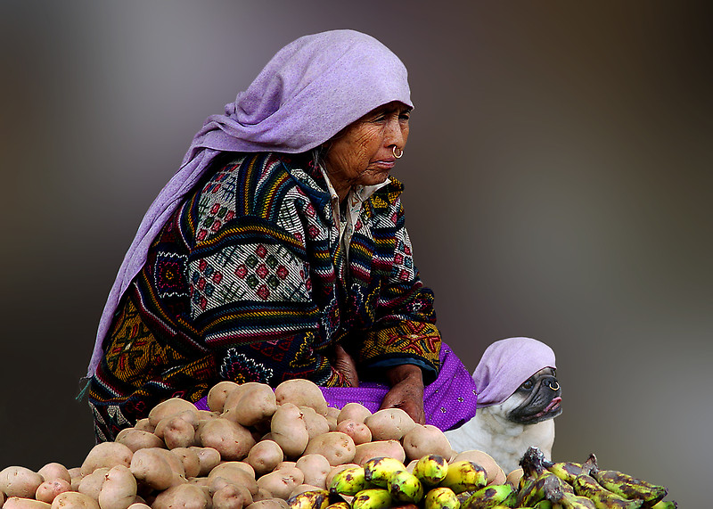 PLANET PUG Michael Sheridan, планета мопс, мопс на рынке