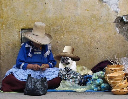 PLANET PUG Michael Sheridan, планета мопс, мопс на рынке