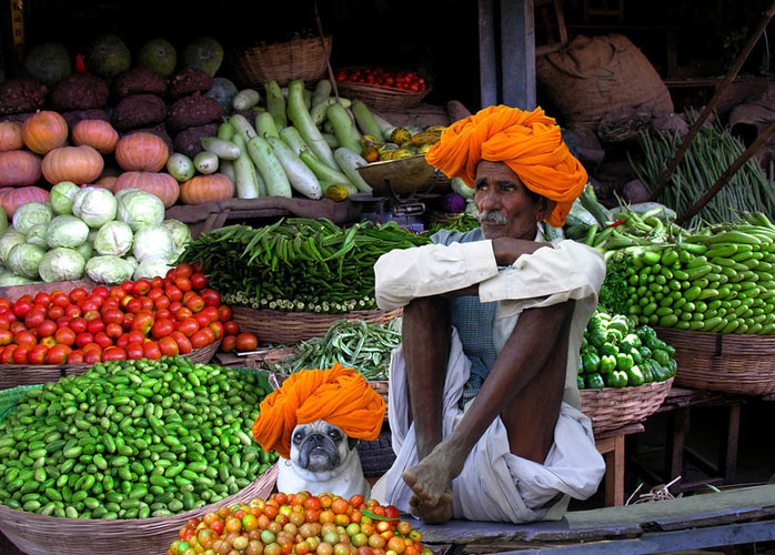 PLANET PUG Michael Sheridan, планета мопс, мопс на рынке