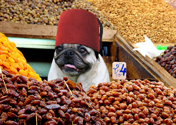 PLANET PUG Michael Sheridan, планета мопс, мопс на рынке