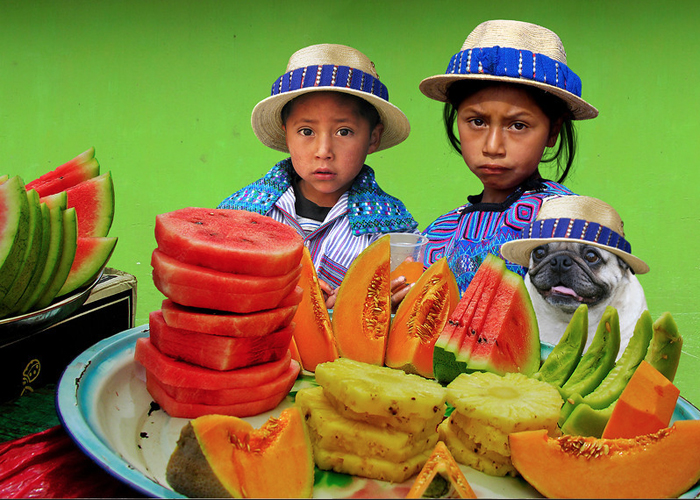 PLANET PUG Michael Sheridan, планета мопс, мопс на рынке