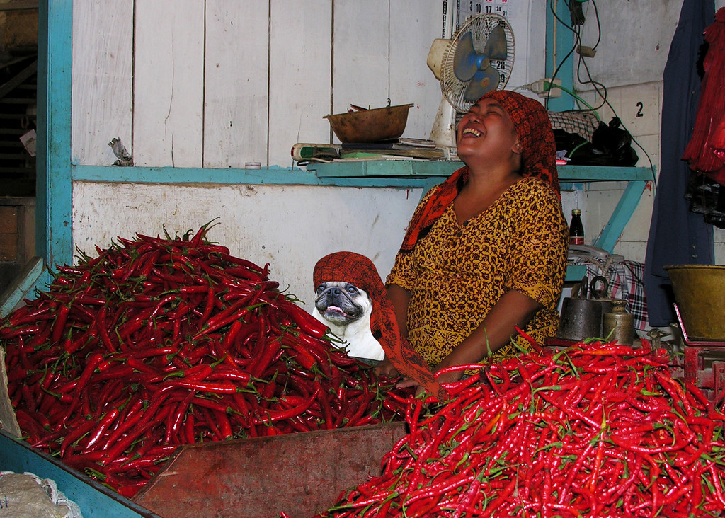 PLANET PUG Michael Sheridan, планета мопс, мопс на рынке