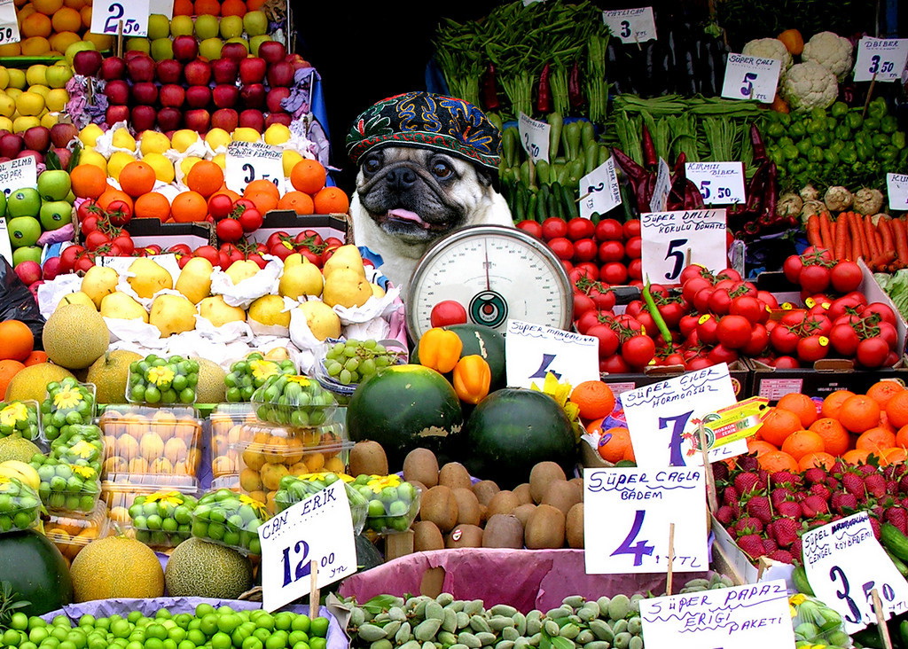 PLANET PUG Michael Sheridan, планета мопс, мопс на рынке