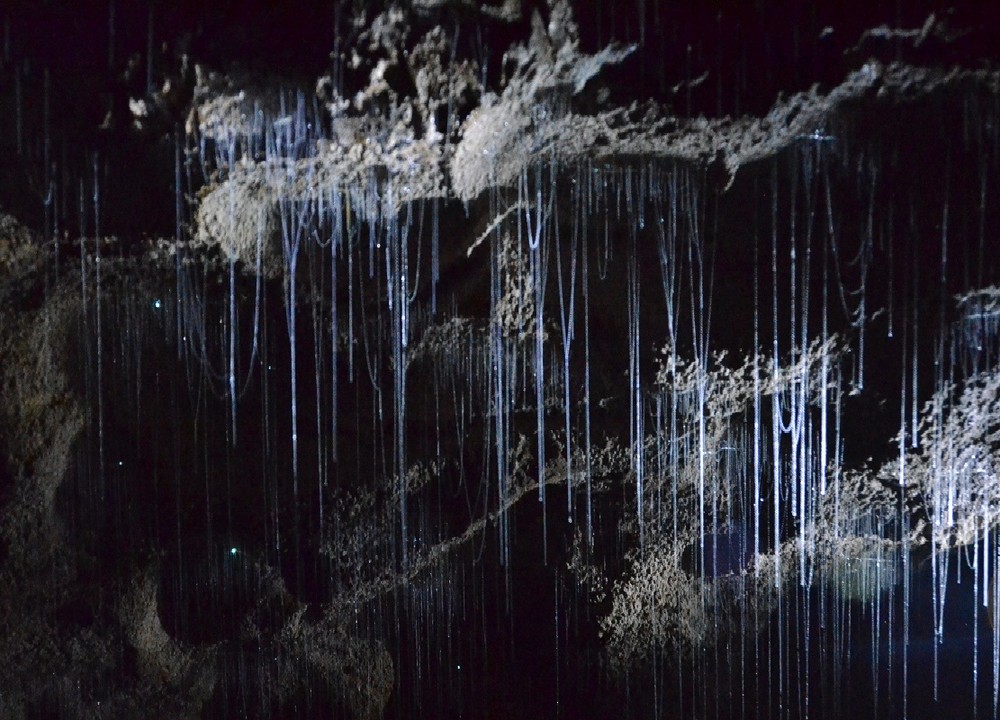 пещера светлячков, пещера Вайтомо, экскурсия в пещеру светлячков