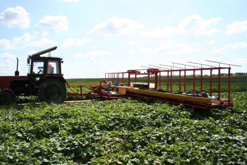 комбайн придуманный в Белоруссии, кобайн собирают руками лежа, уборочная техника Беларусь