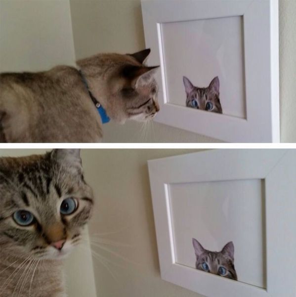 смешные картинки, прикольные картинки, прикол, смех, юмор