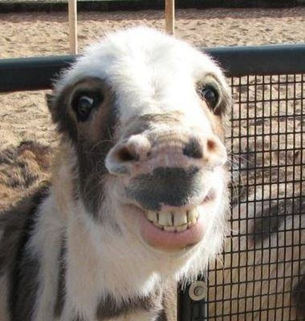 смешные картинки, прикольные картинки, прикол, смех, юмор