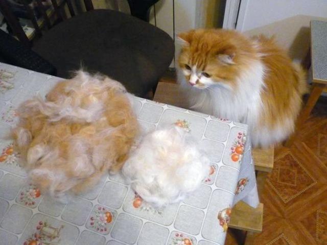 смешные картинки, прикольные картинки, прикол, смех, юмор