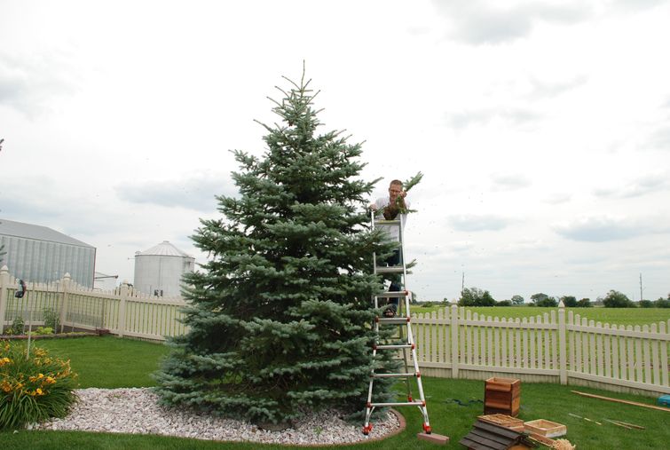 Мужчина нашел у себя во дворе рой пчел, но вместо того, чтобы избавиться от них, он придумал нечто другое поймал рой пчел, нашел во дворе рой пчел, рой пчел во дворе улей