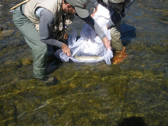 после развода отыгрался на свадебном платье, после развода поиздевался над свадебным платьем