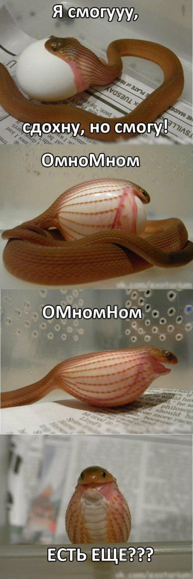 Позитив, юмор, смешные фотографии,прикол