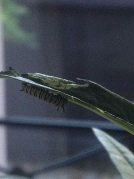 Девушка, нашла, гусеницу, вырастила. бабочку