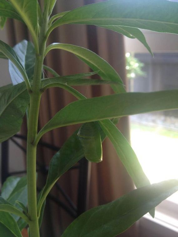 Девушка, нашла, гусеницу, вырастила. бабочку