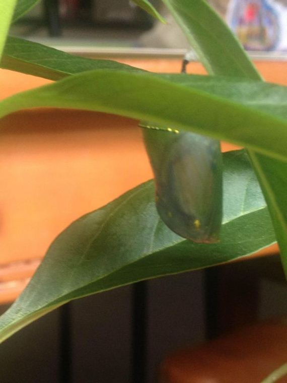 Девушка, нашла, гусеницу, вырастила. бабочку