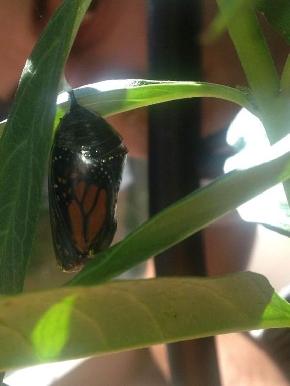 Девушка, нашла, гусеницу, вырастила. бабочку