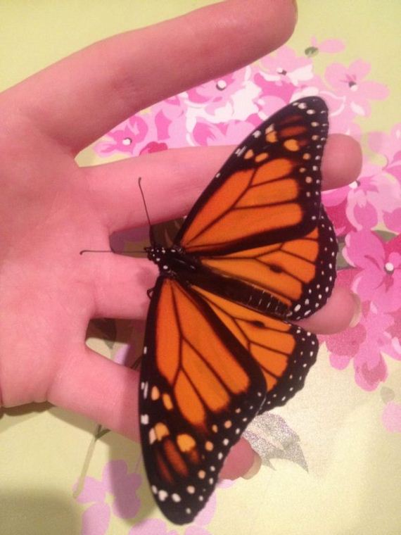 Девушка, нашла, гусеницу, вырастила. бабочку