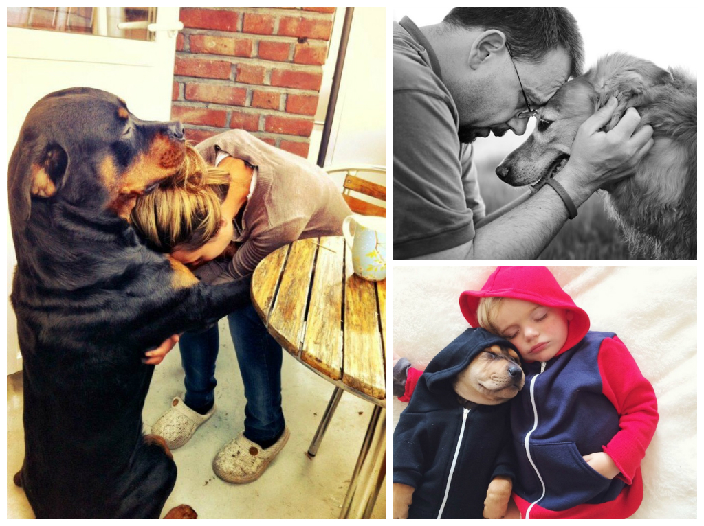 Преданней собаки нету существа! преданность, собаки, друг человека, трогательное